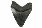 Fossil Megalodon Tooth - South Carolina #180921-1